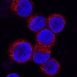 Human CRLR Antibody, R D Systems 25 &mu;g; Unconjgated:Antibodies, Monoclonal