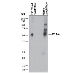 Human/Mouse CTLA-4 Antibody, R D Systems:Antibodies:Primary Antibodies