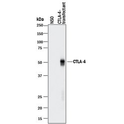 Human CTLA-4 Antibody, R D Systems 25&mu;g; Unlabeled:Antibodies, Polyclonal