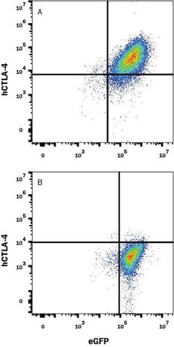 Human CTLA-4 Antibody, R D Systems 25&mu;g:Antibodies, Monoclonal