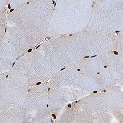 Human/Mouse/Rat CUGBP1/CELF1 Antibody, R D Systems 25&mu;g; Unlabeled:Antibodies,