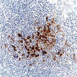 Human CXCL10/IP-10/CRG-2 Antibody, R D Systems 100 &mu;g; Unconjugated:Antibodies,