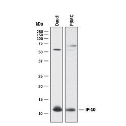 Human CXCL10/IP-10/CRG-2 Antibody, R D Systems 25 &mu;g | Buy Online | R&D Systems | Fisher Scientific