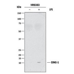 Rat CXCL1/GRO alpha/KC/CINC-1 Antibody, R D Systems 25&mu;g:Antistoffer
