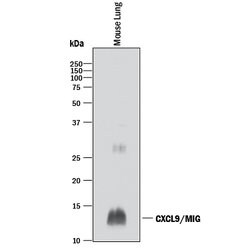 Mouse CXCL9/MIG Antibody, R D Systems 25&mu;g; Unlabeled:Antibodies, Polyclonal
