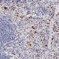 Mouse CXCR2/IL-8RB Antibody, R D Systems 25&mu;g; Unlabeled:Antibodies,