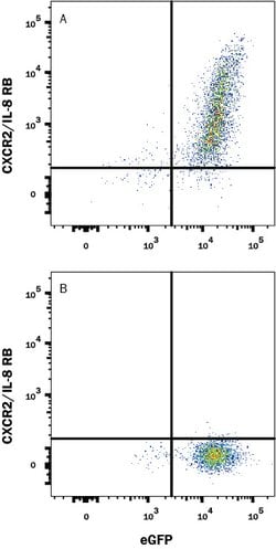 Rat CXCR2/IL-8RB Antibody, R D Systems:Antibodies:Primary Antibodies