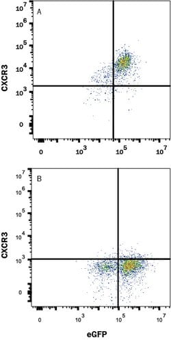 Human CXCR3 Antibody, R D Systems 25 &mu;g Unconjugated:Antibodies, Monoclonal
