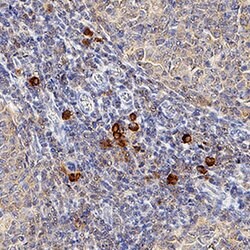 Human CXCR3 Antibody, R D Systems 25 &mu;g Unconjugated:Antibodies, Monoclonal