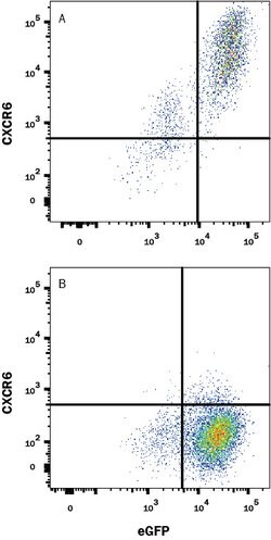 Human CXCR6 Antibody, R D Systems:Antibodies:Primary Antibodies