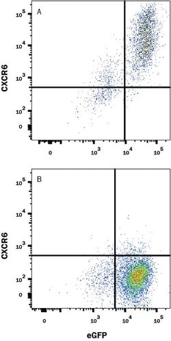 Human CXCR6 Antibody, R D Systems 25&mu;g; Unlabeled:Antibodies, Monoclonal