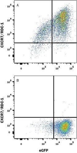 Human CXCR7/RDC-1 Antibody, R D Systems 100 &mu;g Unconjugated:Antibodies,