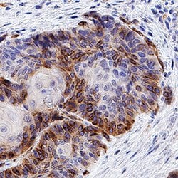 Human CXCR7/RDC-1 Antibody, R D Systems 100 &mu;g Unconjugated:Antibodies,