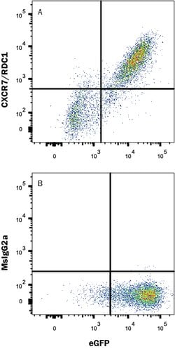 Human CXCR7/RDC-1 Antibody, R D Systems 100&mu;g:Antibodies, Monoclonal