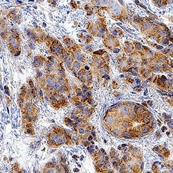 Human CXCR7/RDC-1 Antibody, R D Systems 100&mu;g:Antibodies, Monoclonal