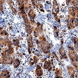 Human CXCR7/RDC-1 Antibody, R D Systems 100ug; Unlabeled:Antibodies, Monoclonal