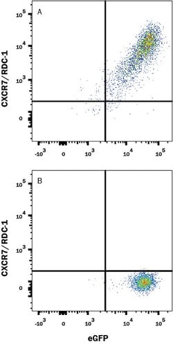 Rat CXCR7/RDC-1 Antibody, R D Systems 25 &mu;g | Buy Online | R&D Systems | Fisher Scientific