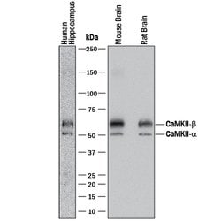 Human/Mouse/Rat CaM Kinase II Pan Specific Antibody, R D Systems 100&mu;g:Antibodies,