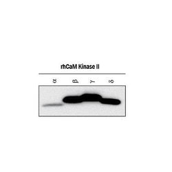 Human/Mouse/Rat CaM Kinase II Pan Specific Antibody, R D Systems 100&mu;g:Antibodies,