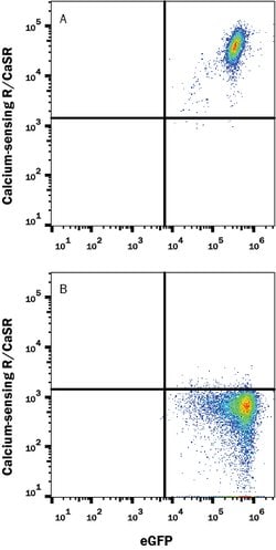 Human Calcium-sensing R/CaSR Antibody, R D Systems 25 &mu;g; Unconjugated:Antibodies,