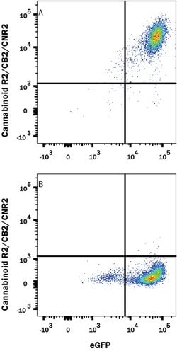 Human Cannabinoid R2/CB2/CNR2 Antibody, R D Systems 100 &mu;g; Unconjugated:Antibodies,