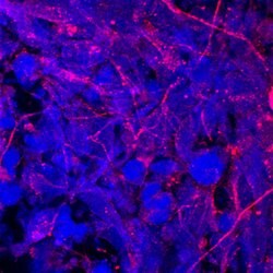 Human Carnosine Dipeptidase 1/CNDP1 Antibody, R D Systems 25&mu;g; Unlabeled:Antibodies,