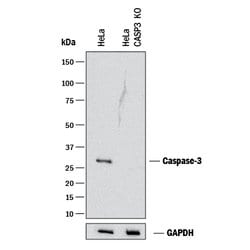 Human/Mouse Caspase-3 Antibody, R D Systems 100&mu;g; Unlabeled:Antikörper