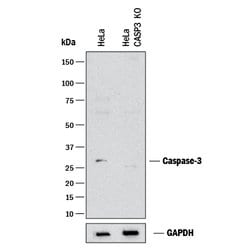 Human Caspase-3 Antibody, R D Systems 25&mu;g; Unlabeled:Antibodies, Monoclonal