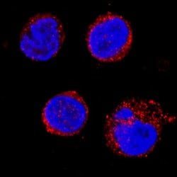 Human Cathepsin D Antibody, R D Systems:Antibodies:Primary Antibodies