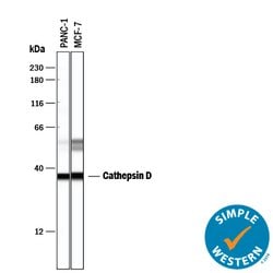 Human Cathepsin D Antibody, R D Systems 500ug; Unlabeled:Antibodies, Monoclonal