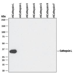 Human Cathepsin L Antibody, R D Systems 25&mu;g; Unlabeled:Antibodies,