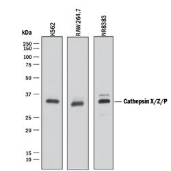 Human/Mouse/Rat Cathepsin X/Z/P Antibody, R D Systems 100&mu;g; Unlabeled:Antibodies,