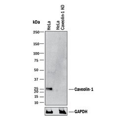 Human Caveolin-1 Antibody, R D Systems 100&mu;g; Unlabeled:Antibodies