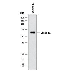 Viral Chikungunya Virus E1 Antibody, R D Systems:Antibodies:Primary Antibodies