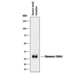 Human Chymase/CMA1 Antibody, R D Systems:Antibodies:Primary Antibodies