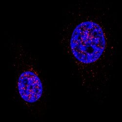 Human/Mouse Cited-2 Antibody, R D Systems 100ug; Unlabeled:Antibodies,