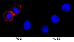 Human Claudin-4 Antibody, R D Systems Claudin-4 Antibody; Unconjugated;