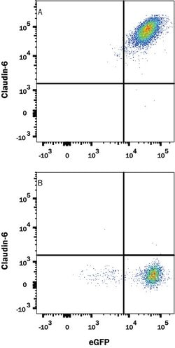 Human Claudin-6 Antibody, R D Systems 100ug; Unlabeled:Antibodies, Monoclonal