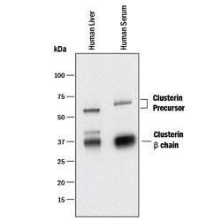 Human Clusterin aa 22-227 Antibody, R D Systems 25&mu;g; Unlabeled:Antibodies,