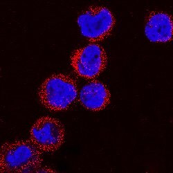 Human Collagen IV alpha 1 Antibody, R D Systems 100ug; Unlabeled:Antibodies,