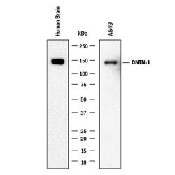 Human Contactin-1 Antibody, R D Systems 100 &mu;g; Unconjgated:Antibodies,