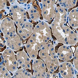 Human Corin Antibody, R D Systems:Antibodies:Primary Antibodies