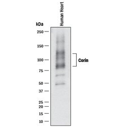 Human Corin Antibody, R D Systems:Antibodies:Primary Antibodies