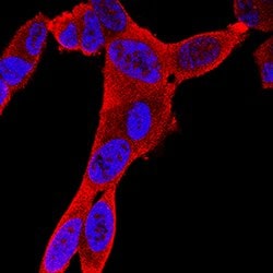 Human/Mouse/Rat Creatine Kinase BB Antibody, R D Systems:Antibodies:Primary