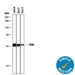 Human/Mouse/Rat CrkL Antibody, R D Systems 100&mu;g; Unlabeled:Antibodies,