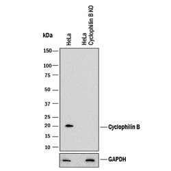 Human/Mouse/Rat Cyclophilin B Antibody, R D Systems 100ug; Unlabeled:Antibodies,