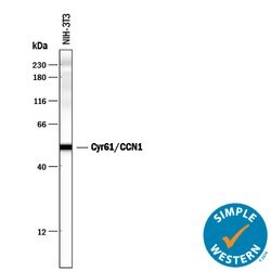Mouse Cyr61/CCN1 Antibody, R D Systems 100 &mu;g | Buy Online | R&D Systems | Fisher Scientific