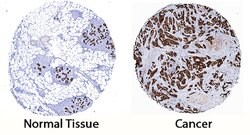 Human Cytokeratin 19 Antibody, R D Systems:Antibodies:Primary Antibodies