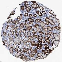 Human Cytokeratin 19 Antibody, R D Systems:Antibodies:Primary Antibodies