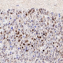 Human/Mouse DACH2 Antibody, R D Systems 100&mu;g; Unlabeled:Antibodies,